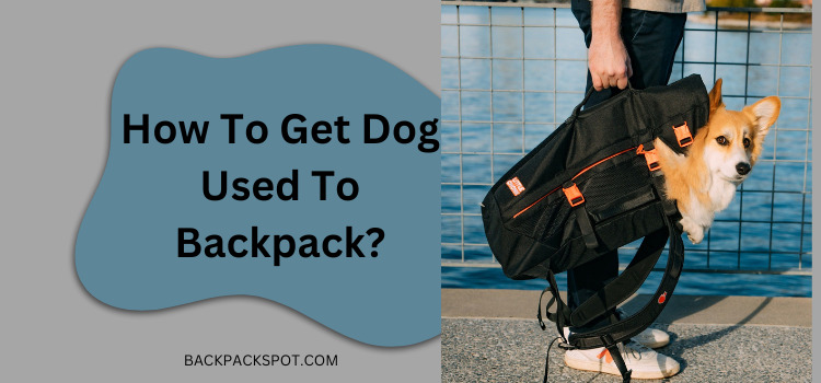 How To Get Dog Used To Backpack? (Guide for Pet Owners)